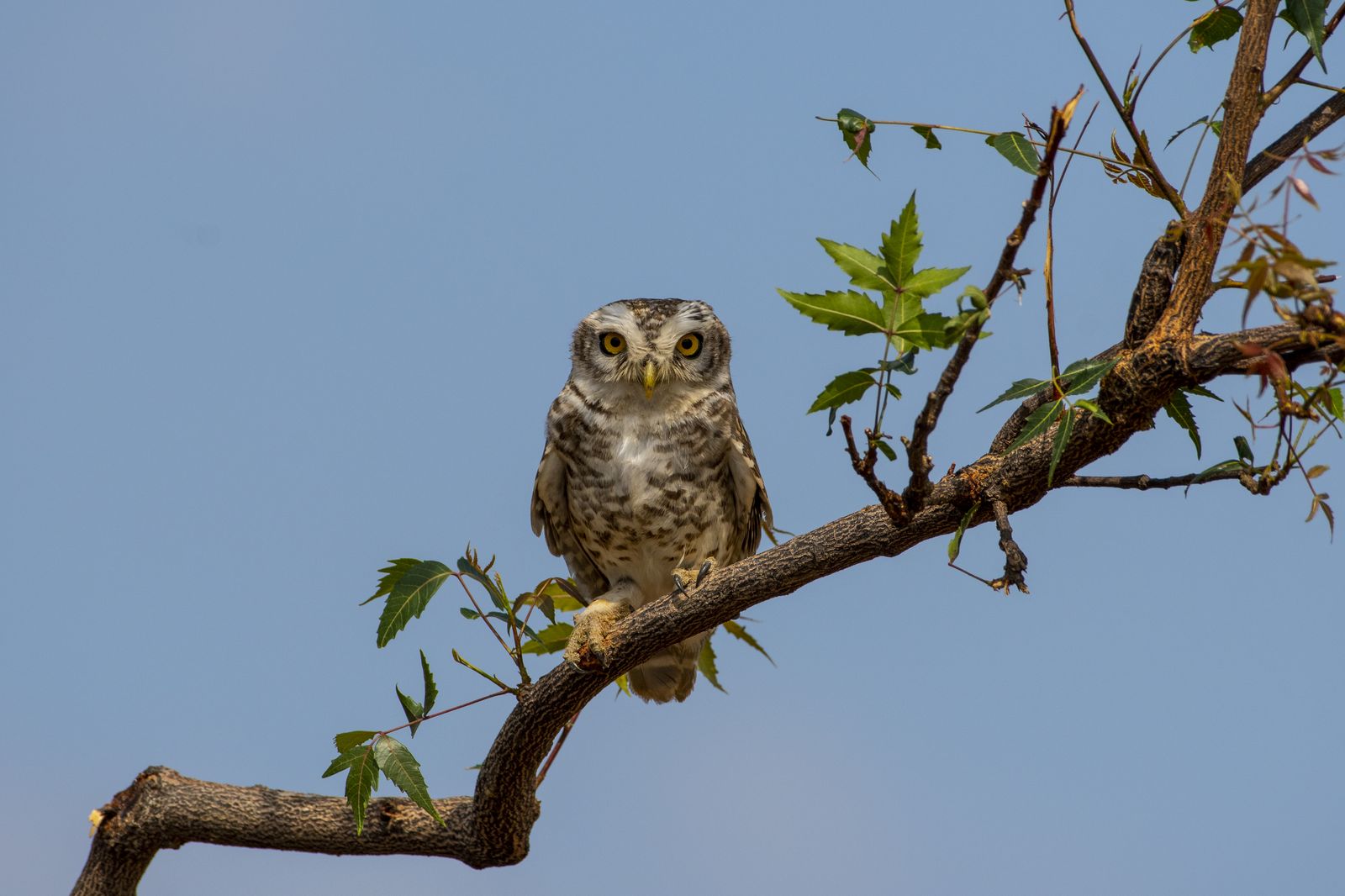 Spotted owlet (5)